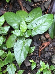 Cissus verticillata