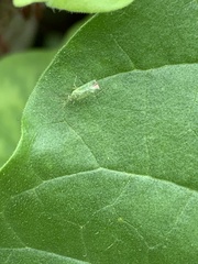 Orthotylus