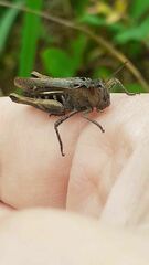 Chorthippus biguttulus