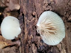 Crepidotus applanatus