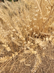 Lepidium perfoliatum