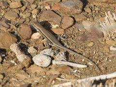 Trachylepis acutilabris