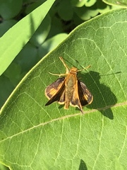 Polites peckius