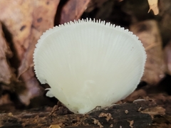 Crepidotus applanatus