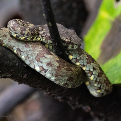 Craspedocephalus malabaricus