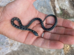 Lampropeltis holbrooki