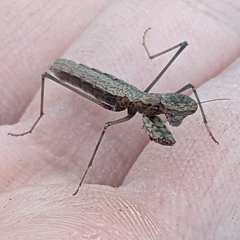 Geomantis larvoides