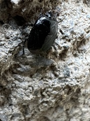 Pangaeus bilineatus