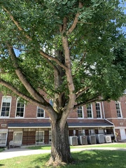 Ginkgo