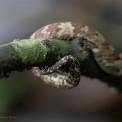 Craspedocephalus malabaricus