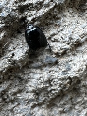 Pangaeus bilineatus
