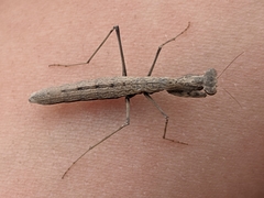 Geomantis larvoides