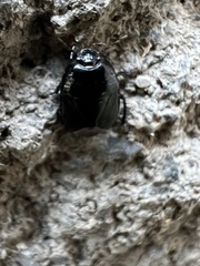 Pangaeus bilineatus