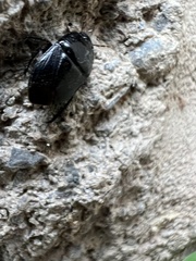 Pangaeus bilineatus