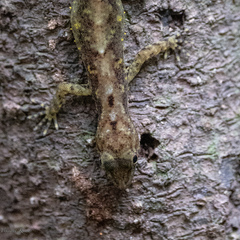 Cnemaspis goaensis