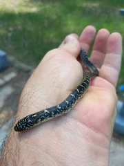 Lampropeltis holbrooki