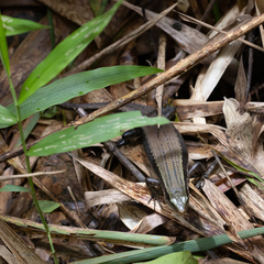 Eutropis carinata