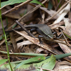 Eutropis carinata