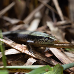 Eutropis carinata