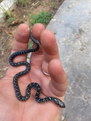 Lampropeltis holbrooki