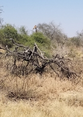 Giraffa camelopardalis giraffa