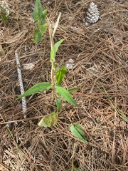 Gelsemium sempervirens