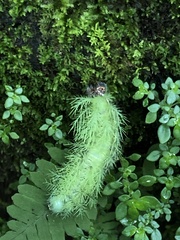 Saturniidae
