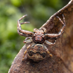 Strigoplus netravati