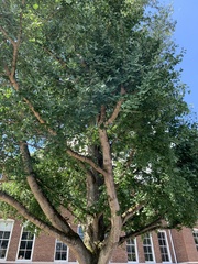 Ginkgo