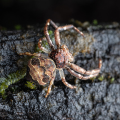 Strigoplus netravati