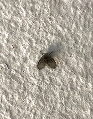 Clogmia albipunctata