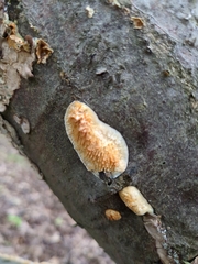 Radulomyces