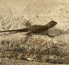 Sceloporus consobrinus
