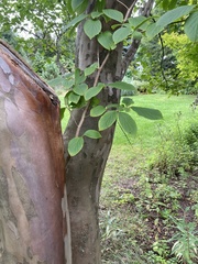 Hamamelis virginiana