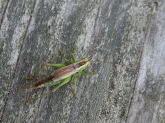 Conocephalus dorsalis