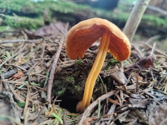 Entoloma quadratum