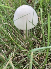 Leucoagaricus leucothites