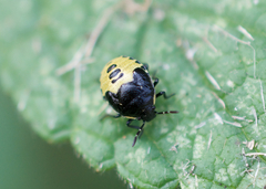 Cosmopepla conspicillaris