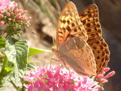Argynnis pandora