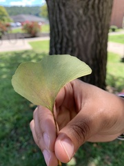 Ginkgo