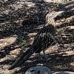 Geococcyx californianus