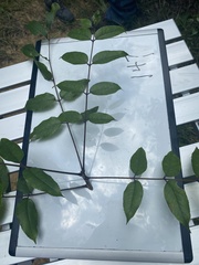 Zanthoxylum clava-herculis