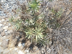 Echium decaisnei image