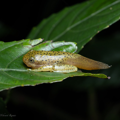 Rhacophorus malabaricus