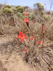Silene laciniata