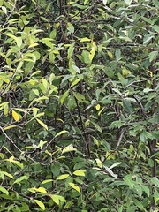 Elaeagnus umbellata