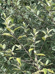 Elaeagnus umbellata