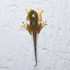 Rhacophorus malabaricus