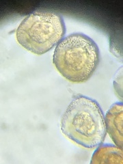 Gymnosporangium sabinae