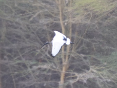 Threskiornis aethiopicus